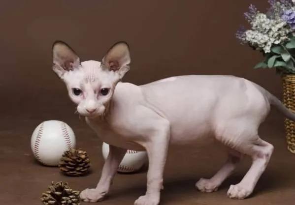 国际上最贵的十种猫，你们知道几种？