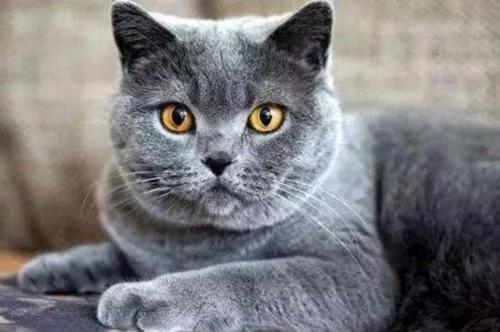 国际上最贵的十种猫，你们知道几种？