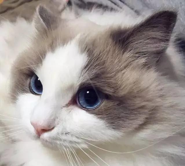 国际上最贵的十种猫，你们知道几种？