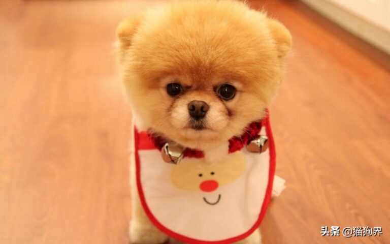 狗狗体型大分类，哪种体型的狗适宜你养殖？