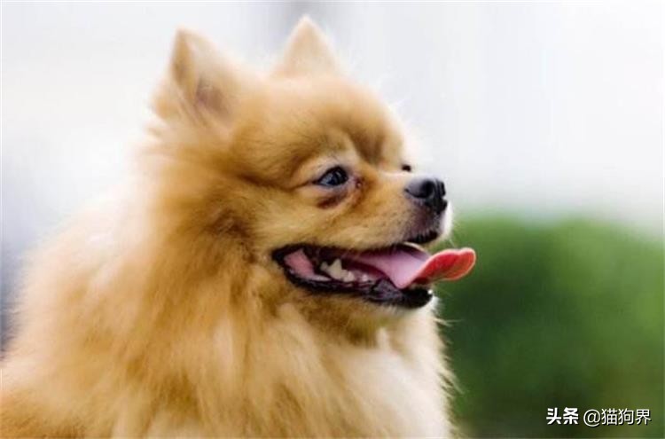 狗狗体型大分类，哪种体型的狗适宜你养殖？