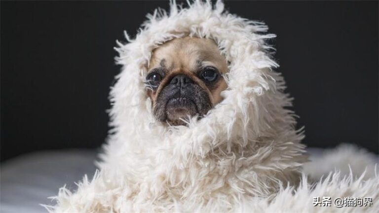 狗狗体型大分类，哪种体型的狗适宜你养殖？