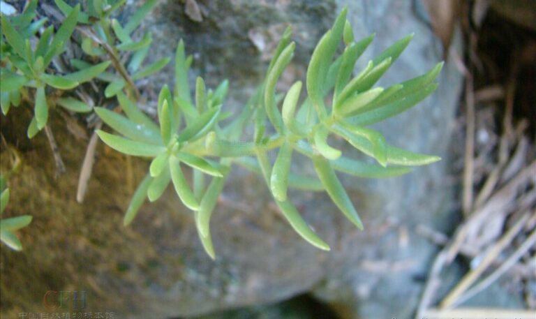 垂盆草和佛甲草的差异剖析