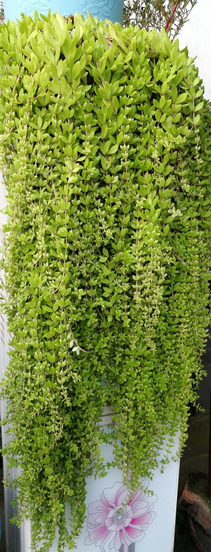 垂盆草和佛甲草的差异剖析