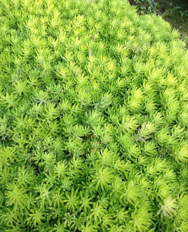 垂盆草和佛甲草的差异剖析