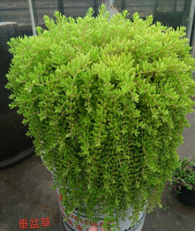 垂盆草和佛甲草的差异剖析