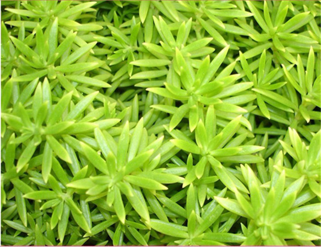 垂盆草和佛甲草的差异剖析