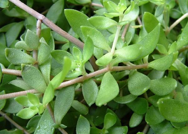 垂盆草和佛甲草的差异剖析