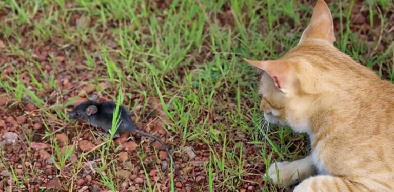 老鼠身上那么脏，猫吃了却不会患病，莫非猫对老鼠的病菌免疫吗？