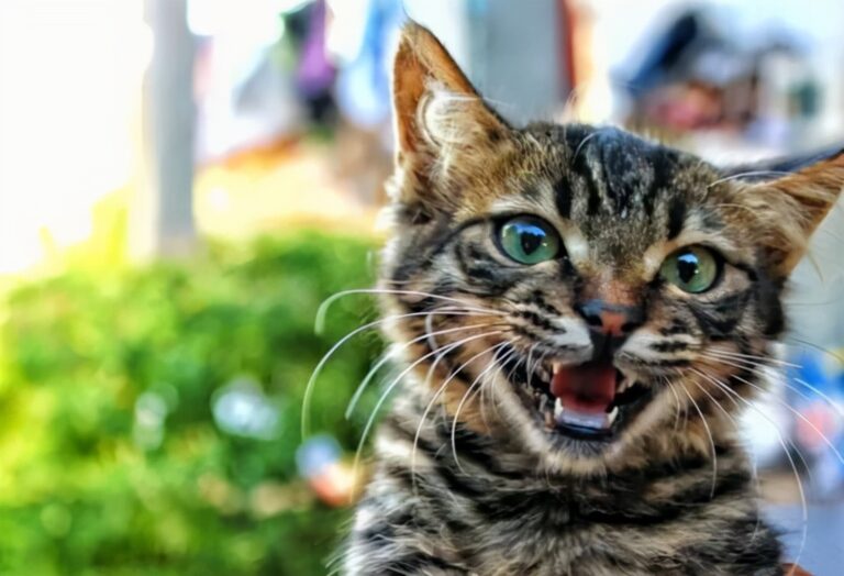 老鼠身上那么脏，猫吃了却不会患病，莫非猫对老鼠的病菌免疫吗？