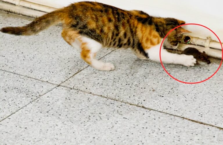 老鼠身上那么脏，猫吃了却不会患病，莫非猫对老鼠的病菌免疫吗？