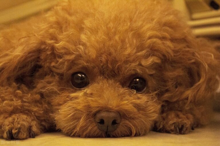 常见的几类狗狗，顺便养殖小技巧