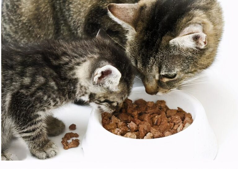 新手必看｜猫咪种类1秒认全