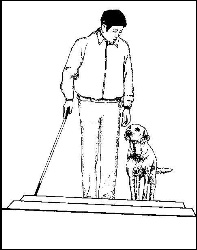 导盲犬是怎样练习出来的（导盲犬合适犬种练习办法过程）