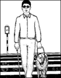 导盲犬是怎样练习出来的（导盲犬合适犬种练习办法过程）