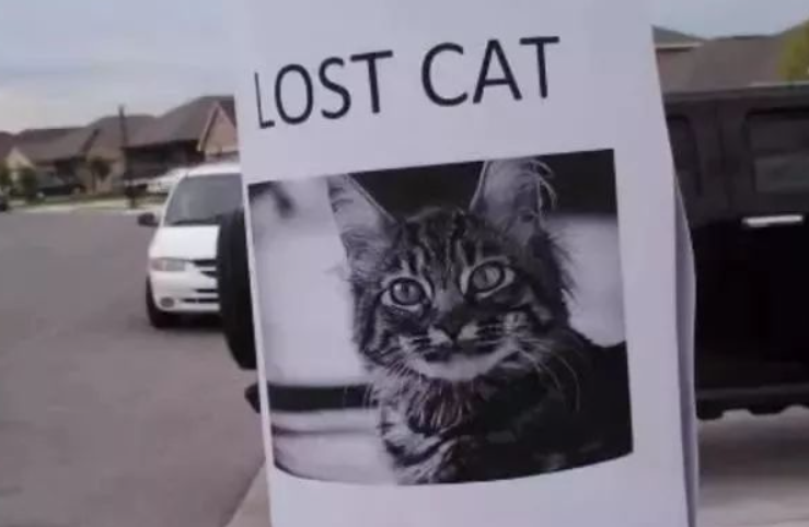 猫咪不幸走丢,一年后却奇迹般找了回家(图1)