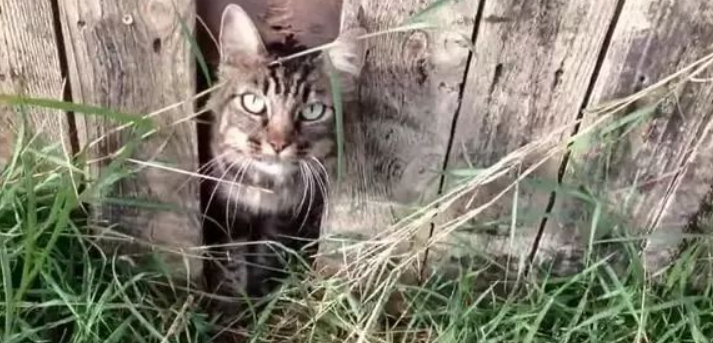 猫咪不幸走丢，一年后却奇迹般找了回家(图2)