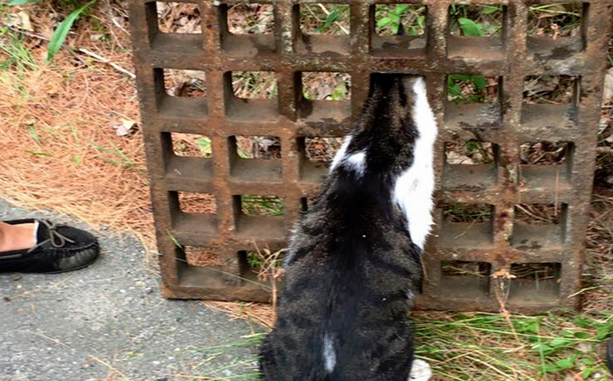 小猫被困排水沟生命岌岌可危 幸得暖心消防员相救(图1)