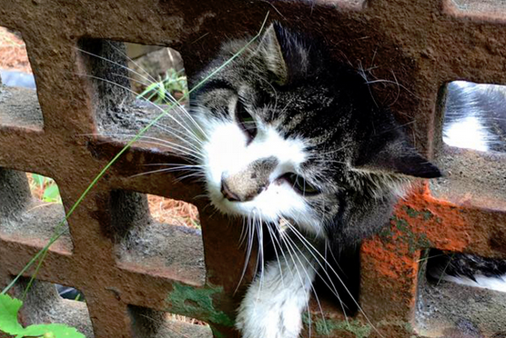 小猫被困排水沟生命岌岌可危 幸得暖心消防员相救(图2)