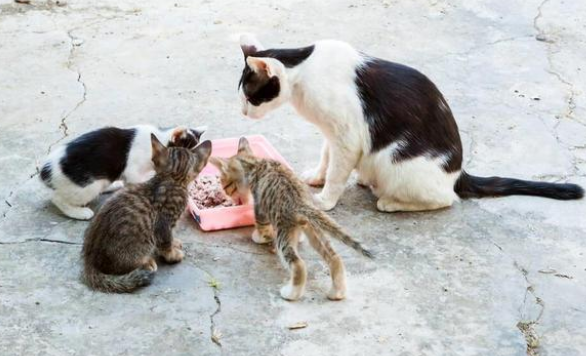 一大早被萌到，开窗发现一窝小奶猫，猫妈妈：朋友介绍来的！(图1)