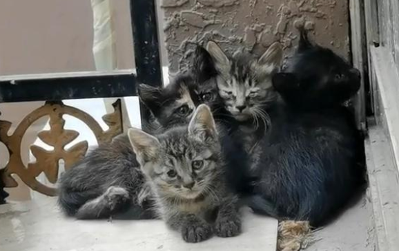 一大早被萌到，开窗发现一窝小奶猫，猫妈妈：朋友介绍来的！(图3)