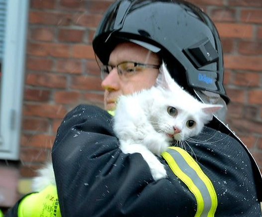 超级霸气战斗民族猫咪 被救火场后依旧战力破表(图1)