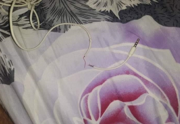 小猫咬坏耳机惹主人怒斥 竟献上小蛇乞赔罪求原谅(图1)