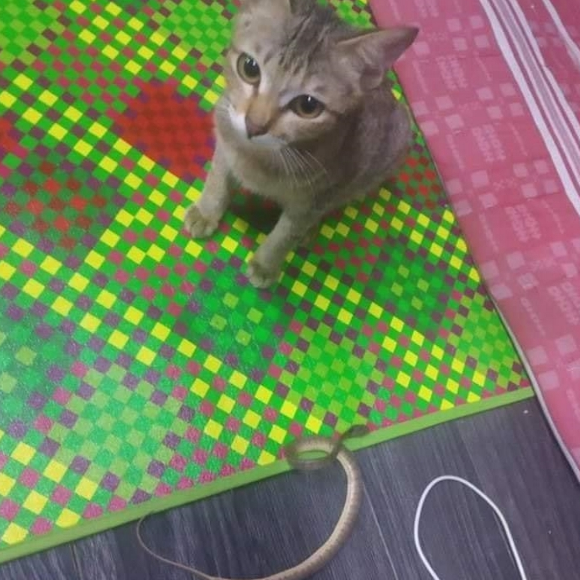 小猫咬坏耳机惹主人怒斥 竟献上小蛇乞赔罪求原谅(图2)