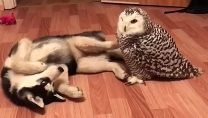 主人担忧哈士奇拆家，找了只猫头鹰给它消遣，下一秒憋住别笑！(图1)