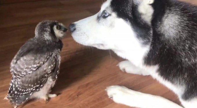 主人担忧哈士奇拆家，找了只猫头鹰给它消遣，下一秒憋住别笑！(图2)