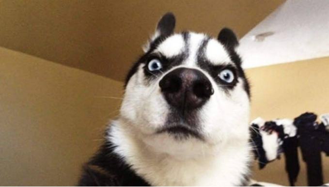 主人担忧哈士奇拆家，找了只猫头鹰给它消遣，下一秒憋住别笑！(图3)