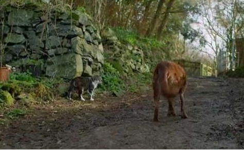 跨越种族的情谊 流浪猫自愿带领老盲犬出门散步(图1)