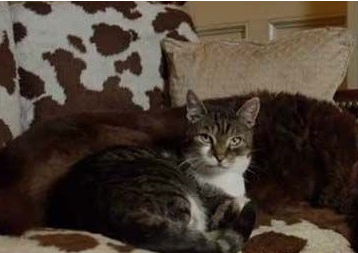 跨越种族的情谊 流浪猫自愿带领老盲犬出门散步(图2)