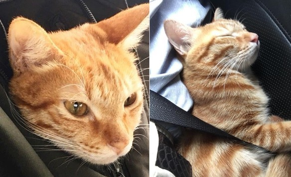 陌生游客伸手摸猫 猫咪被吓坏脱绳走失62天才找回(图1)