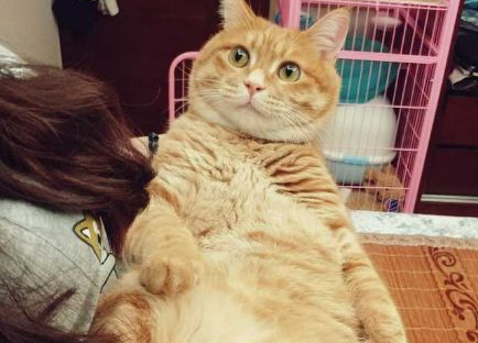 陌生游客伸手摸猫 猫咪被吓坏脱绳走失62天才找回(图3)