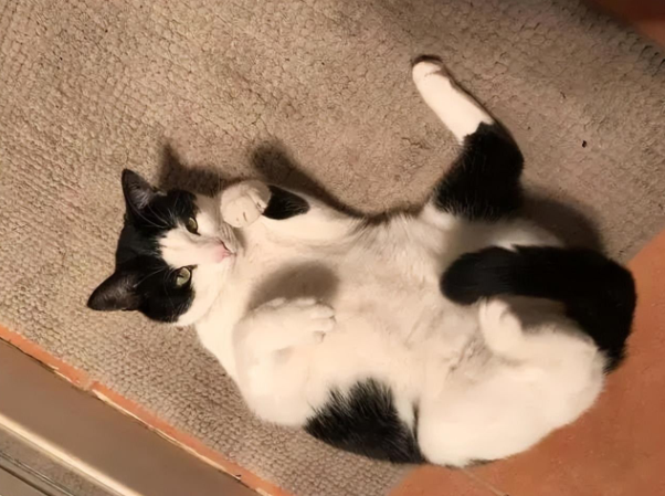 一猫大战三野狼，竟然都被打跑了！猫猫的战斗力到底有多强？(图2)