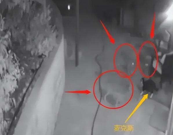 一猫大战三野狼，竟然都被打跑了！猫猫的战斗力到底有多强？(图4)