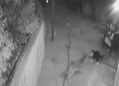 一猫大战三野狼，竟然都被打跑了！猫猫的战斗力到底有多强？(图6)