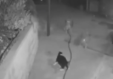 一猫大战三野狼，竟然都被打跑了！猫猫的战斗力到底有多强？(图7)