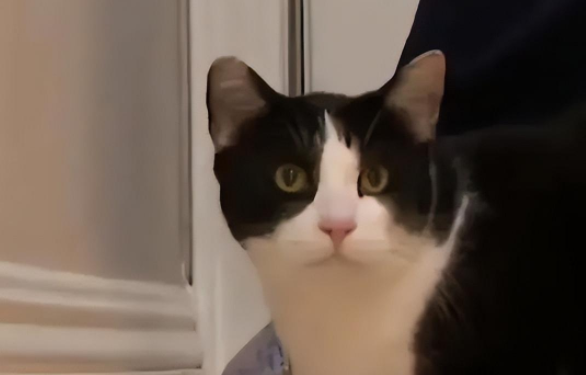 一猫大战三野狼，竟然都被打跑了！猫猫的战斗力到底有多强？(图8)