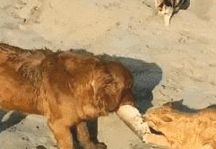 网友钓上了一条大魚，金毛和橘猫都咬到一半不松嘴，旗鼓相当啊！(图1)