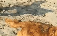 网友钓上了一条大魚，金毛和橘猫都咬到一半不松嘴，旗鼓相当啊！(图2)