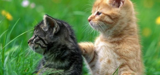 宠物猫咪生病了你知道吗？有些征兆千万不可轻忽！(图1)