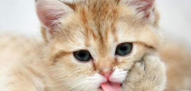 宠物猫咪生病了你知道吗？有些征兆千万不可轻忽！(图2)