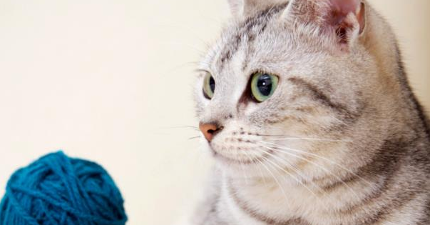 宠物猫咪生病了你知道吗？有些征兆千万不可轻忽！(图4)