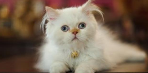 宠物猫咪生病了你知道吗？有些征兆千万不可轻忽！(图3)