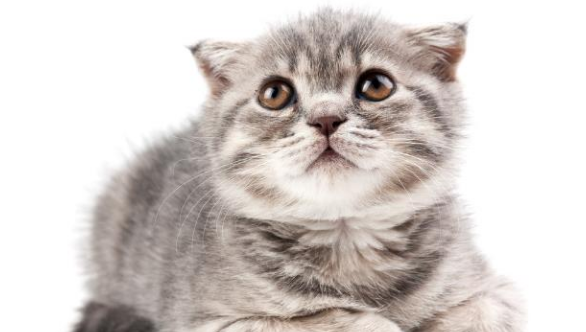 宠物猫咪生病了你知道吗？有些征兆千万不可轻忽！(图5)