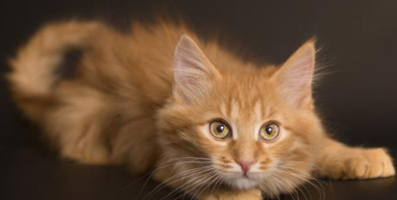 宠物猫咪生病了你知道吗？有些征兆千万不可轻忽！(图6)