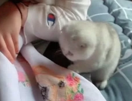 小猫好奇心重,帮主人倒忙不自知,主人好气又好笑(图1)