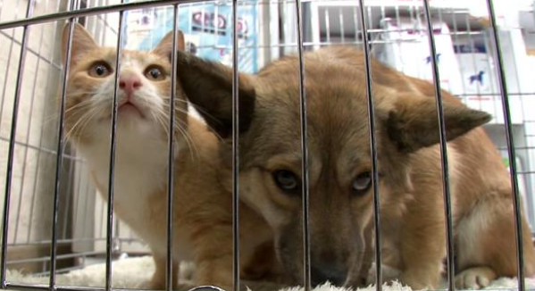 猫狗间的跨界友谊！狗狗被遗弃后，流浪猫陪它等主人回来(图1)